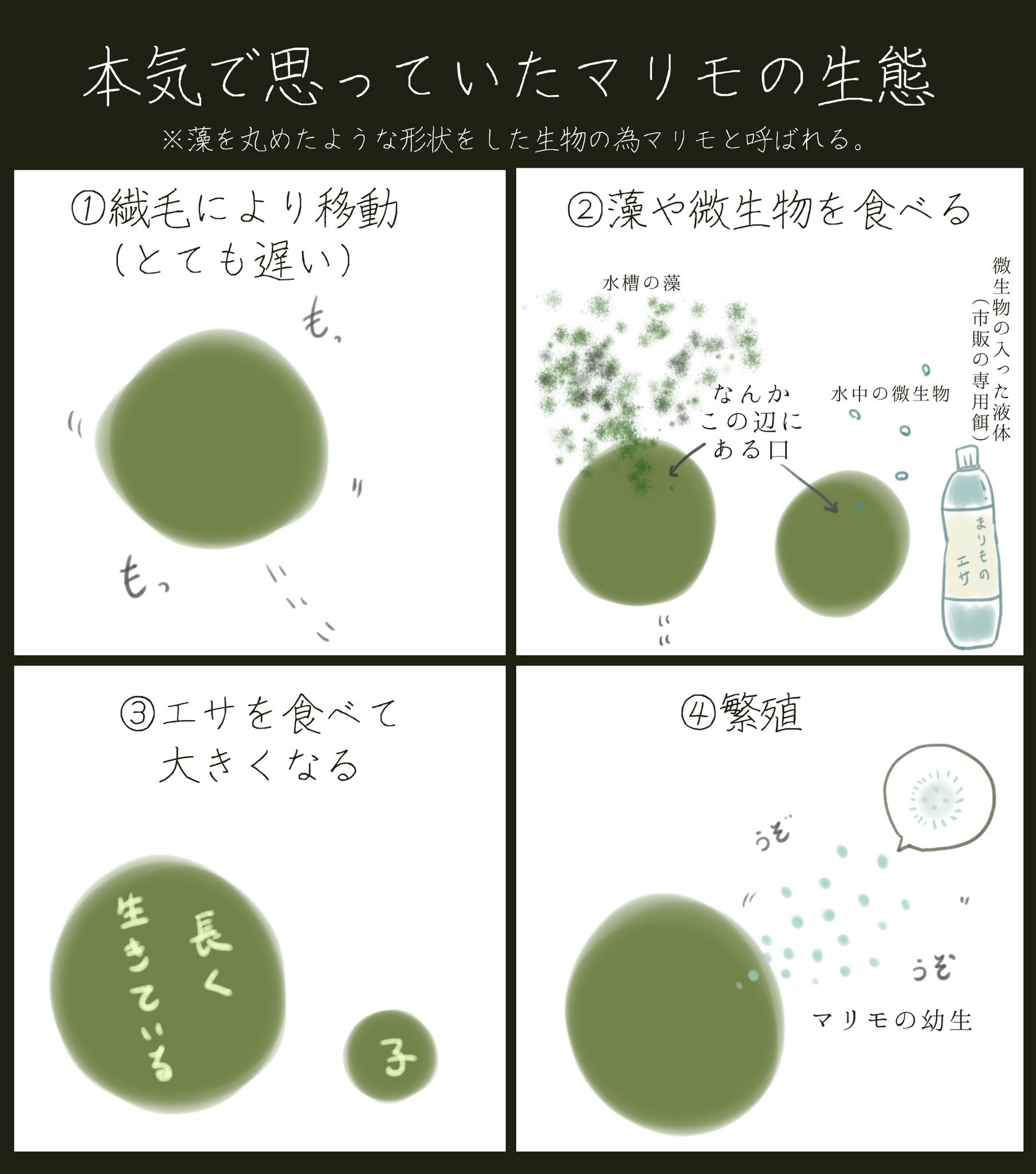 雲母 恥を忍んで言いますが先日私の中のマリモ 動物 が全否定されて少し大人になった話 T Co Hculkiymkw Twitter