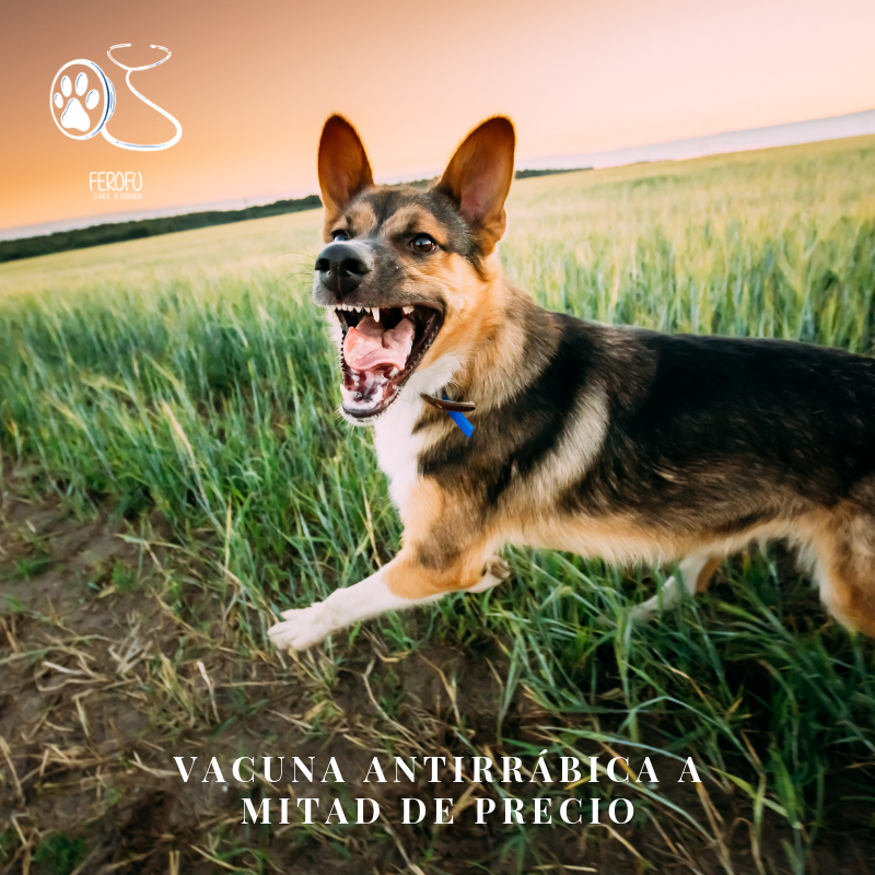 cvferofu's tweet photo. Estamos de oferta!! 😁
No queremos que ninguno de nuestros mejores amigos se quede sin su vacuna antirrábica 😊
Ahora, en Ferofu, tienes la vacuna por 14€ 😎
Además, tenemos descuentos en antiparasitarios externos
Hora de prevenir 🐶🐱
https://t.co/knUVfSuOYL

#perro #cachorro https://t.co/GzIibkBxZr