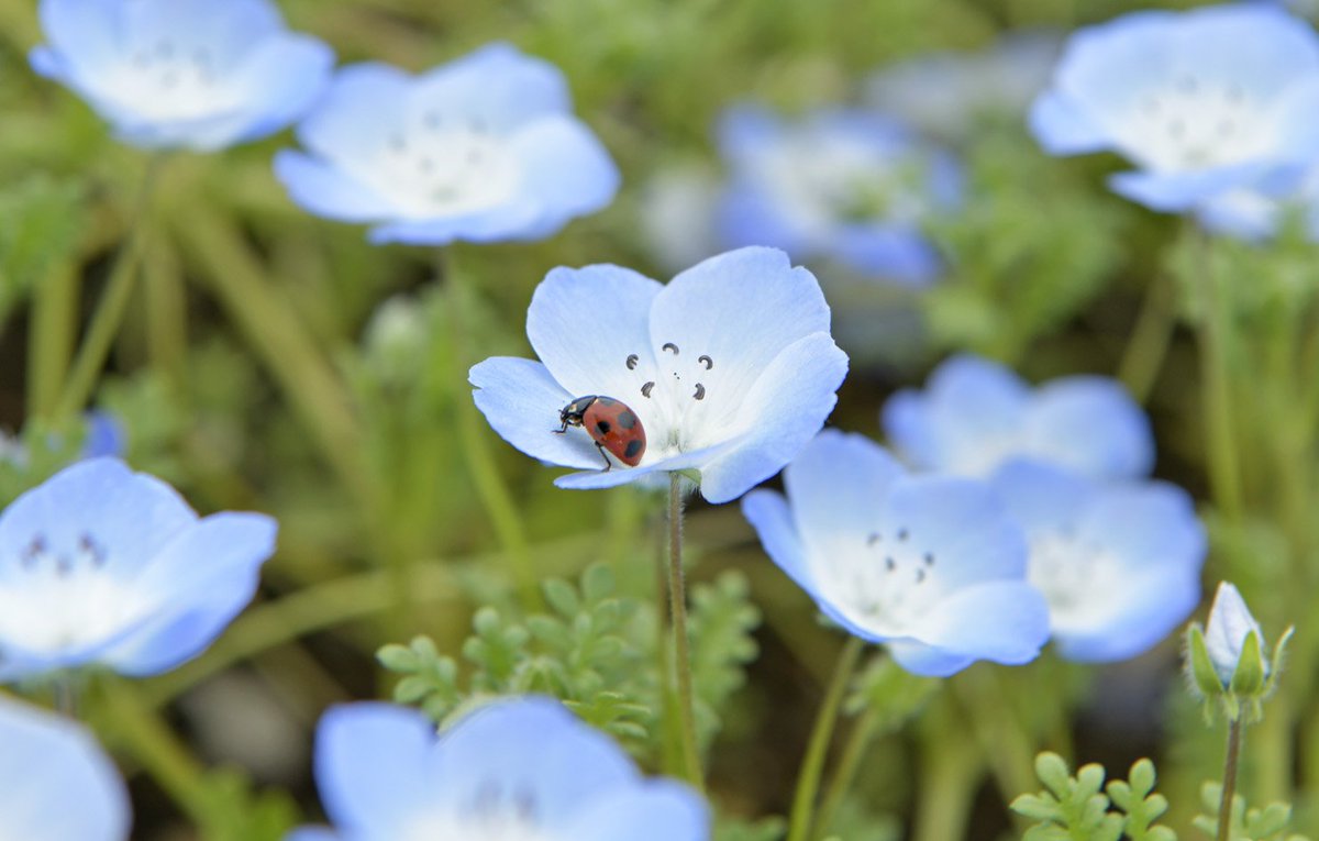 תג 大宮花の丘農林公苑 בטוויטר תג 大宮花の丘農林公苑 בטוויטר