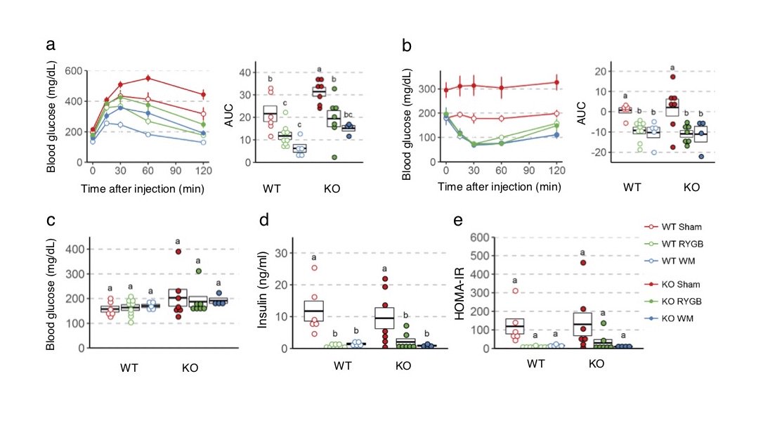 MolMetab's tweet photo. Combined loss of #GLP1R and #Y2R-signaling do not negate or attenuate the beneficial effects of #RYGB on #bodyweight and #glucose #homeostasis in mice
#PYY #bariatricsurgery #insulin #diabetes #obesity
https://t.co/gZwYSlpOfT https://t.co/Cv5MBi8s3a
