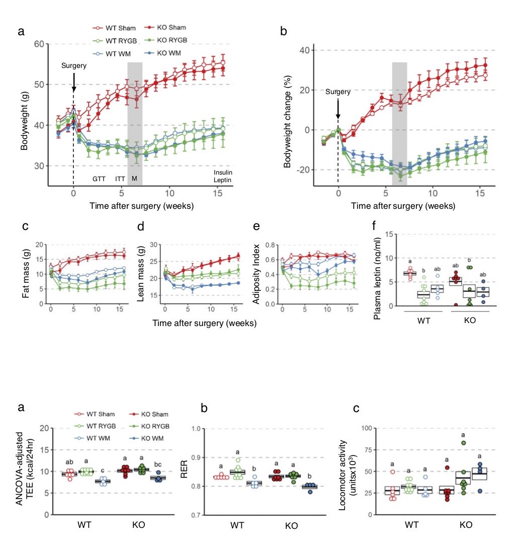 MolMetab's tweet photo. Combined loss of #GLP1R and #Y2R-signaling do not negate or attenuate the beneficial effects of #RYGB on #bodyweight and #glucose #homeostasis in mice
#PYY #bariatricsurgery #insulin #diabetes #obesity
https://t.co/gZwYSlpOfT https://t.co/Cv5MBi8s3a