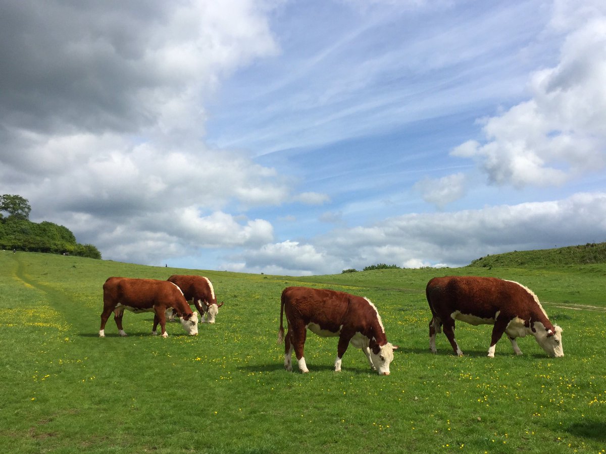Bovidiva's tweet photo. Did you know that suckler #beef #cattle produce more human-edible #protein than they consume, thanks to their forage-based diet? Producing high-quality food from grasses that we can’t digest, grown on land too poor to produce other crops - that’s #sustainability. https://t.co/bmxlPDXh2F