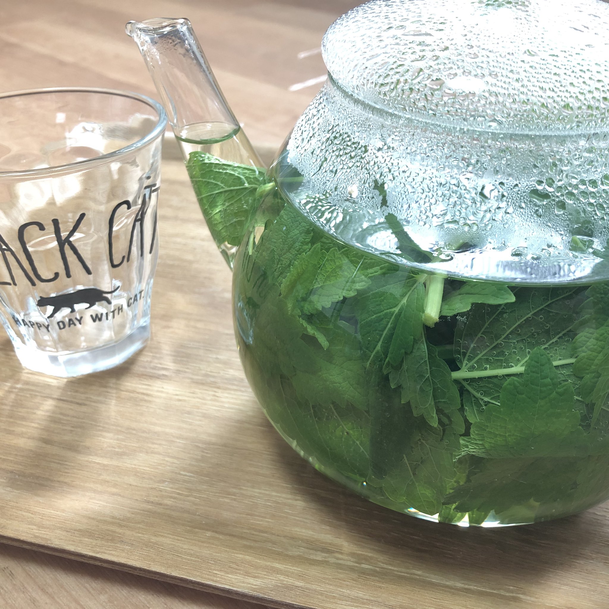 えび エゴの抵抗から開運を引き寄せるコツを学ぼう 家の前のアスファルトの割れ目から 花壇の種が飛んで力強く育ちまくったど根性 レモンバームさん え 花壇 花壇の方は2年前に枯れたのになー笑 越冬して2年 茂っておるモリモリ T Co