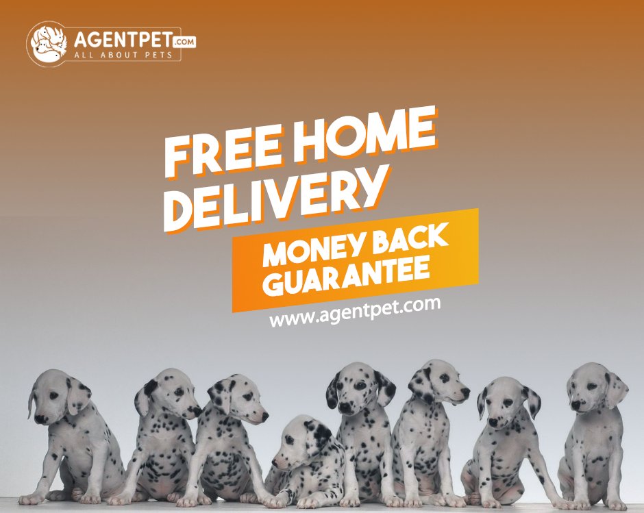 agentpetdotcom's tweet image. No Food for your Pet Don't Worry AgentPet.com is here for you.🐶🐱🐭🐹🐰🦊🐼🐦
#AgentPet #BuyandSell #PetEngage #PetEngagement #PetAccessories   #PakistaniPets #Animals #Cats #Dogs #Birds #reptiles #free #freehomedelivery #money #Moneybackguarantee