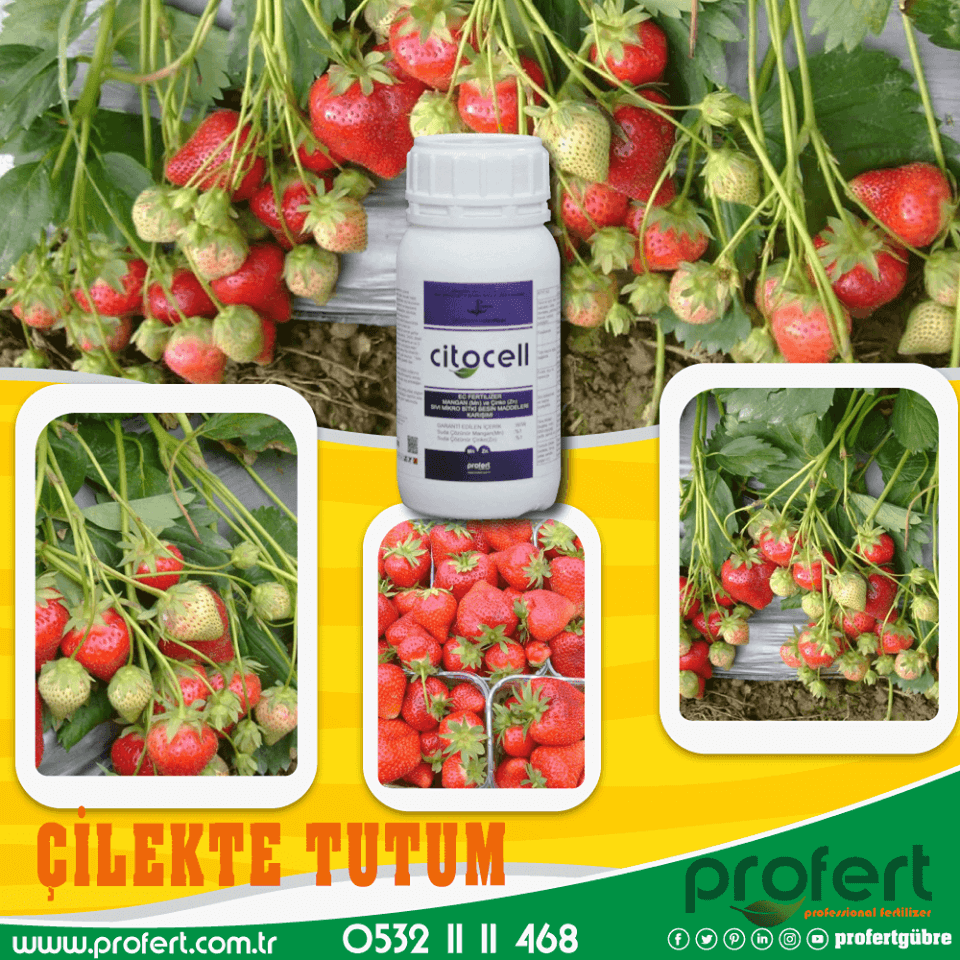 Profertgubre's tweet photo. 🍓 #çilek'te tutum almak için #citocell kullan. Rahat et.
🍓İletişim ve bilgi için;
🌍https://t.co/OtLd7GB9IN 📲0532 11 11 468
#profert #profertgübre #profertfertilizer #gübre #hayirlicumalar #HayırlıSahurlar #hayirliramazanlar #Hayırlıiftarlar #CumamızMübarekOlsun #tarım #izmir https://t.co/XU3Hqf3HD8