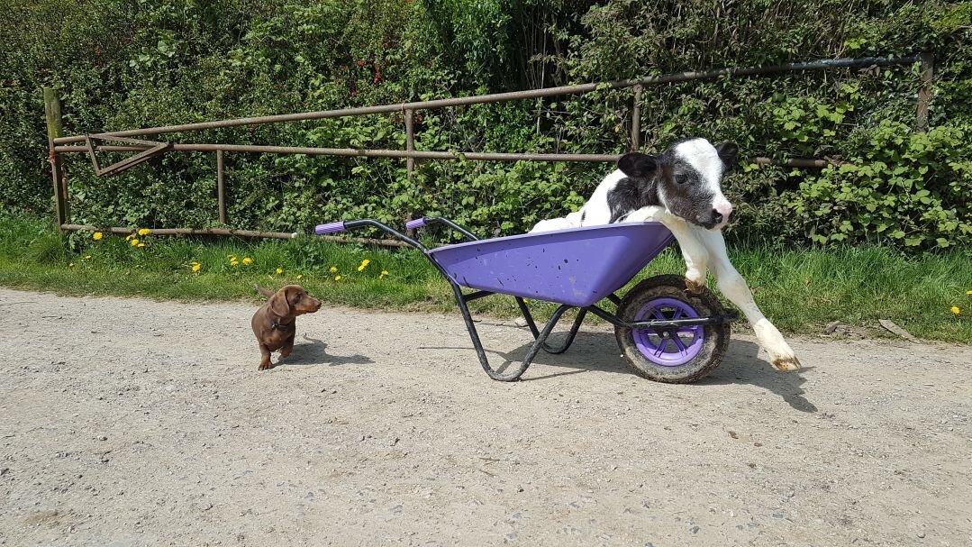 GenusABS's tweet photo. Feet Up Friday! 

This little sausage dog isn't too impressed with these Lamborghini wheels! 

This calf is sired by newly proven NuEra sire Newpole Lamborghini. Thanks William Boulton, Pembrokeshire for this awesome picture! 

#NuEra #ProvenToBeTheBest https://t.co/GHiPxFCqMs