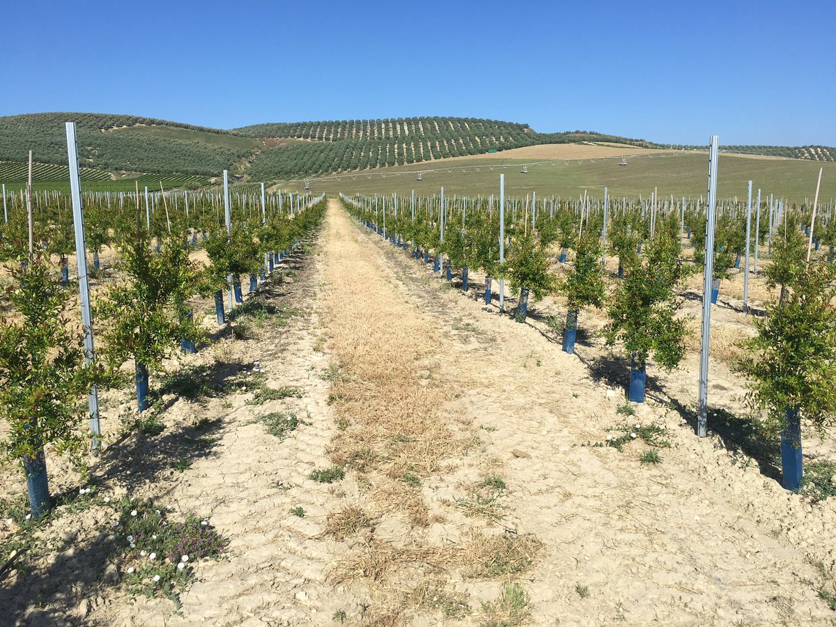 AnMiguelVelasco's tweet photo. Plantacion de #granados en #superintensivo. Primer año, todo un espectáculo. https://t.co/saiwWopoIg