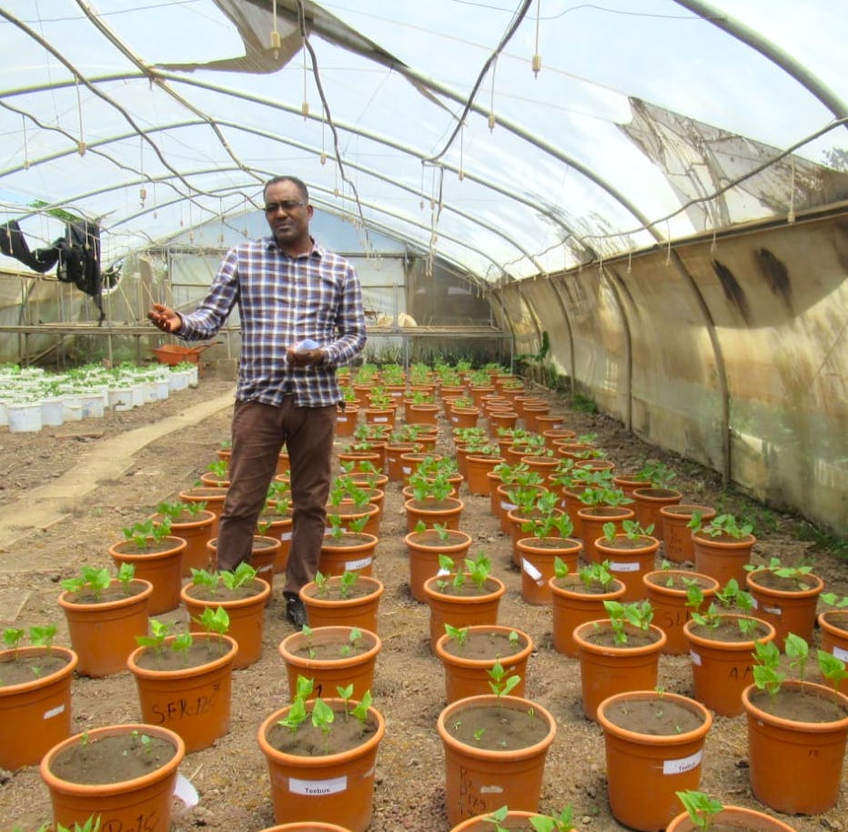 Millions rely on the humble bean for protein but plant diseases like common bacterial blight (CBB) can devastate harvests, compromising food security. 
#Plantbreeding PhD student Kidane Tumsa is breeding #commonbean for resistance to CBB at Melkassa Research Station, Ethiopia.