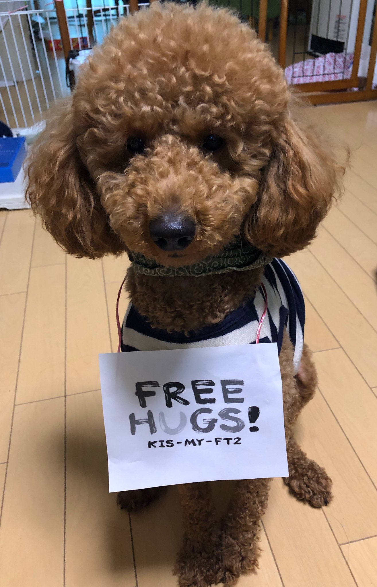 玉ゆーみ宮 自分の犬にもしてもらいましたw めちゃくちゃかわいい笑笑 ごめんなさいね みんまろ 私に付き合わせてしまって Freehugs キスマイ 犬 マネ