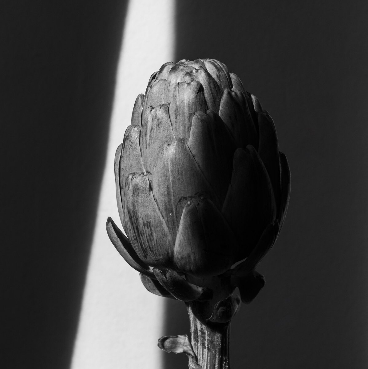 conqoct's tweet photo. @ICOEPR I do photography and illustrations ♥️✨ https://t.co/lySFie0aq1