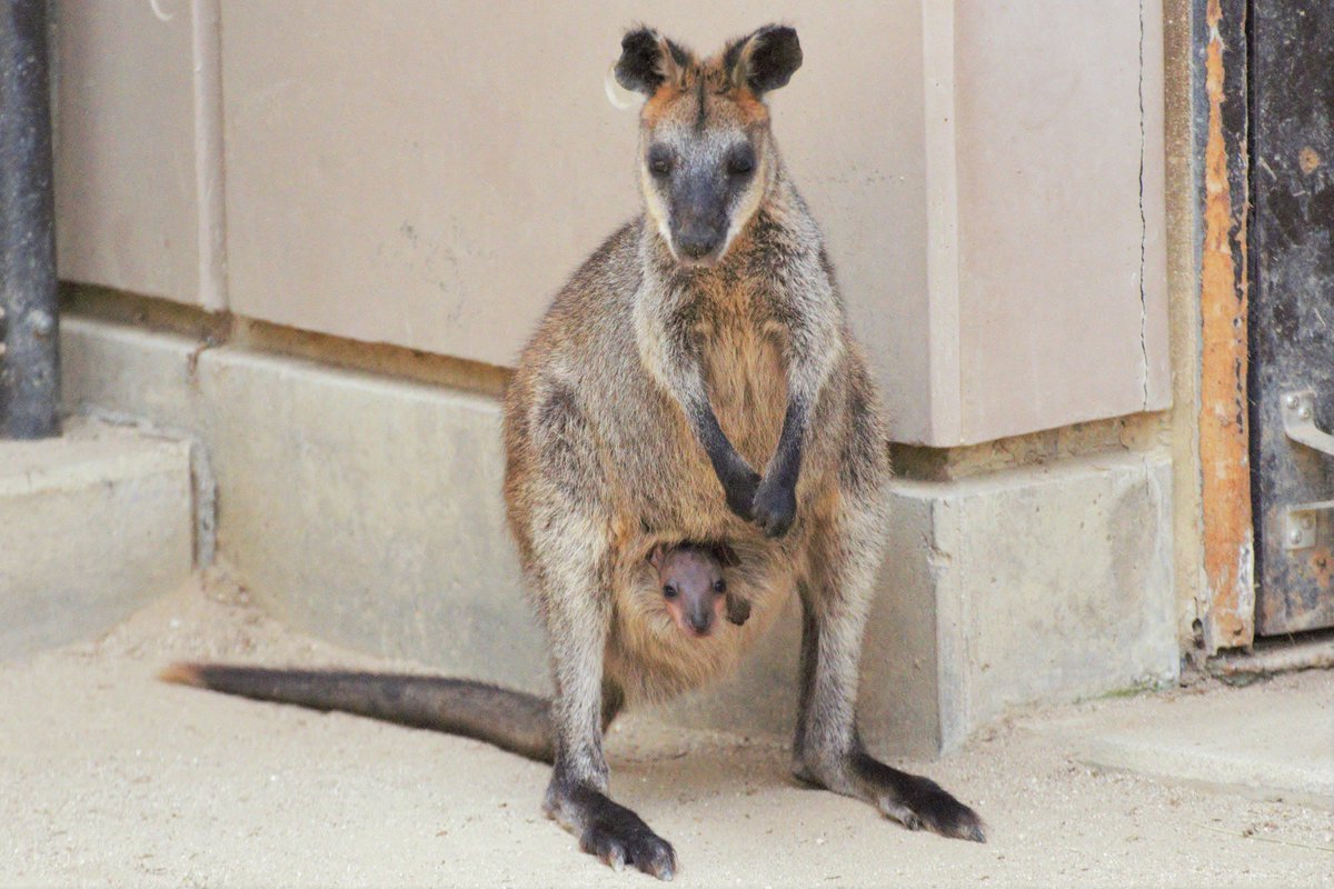愛媛県立とべ動物園 公式 本日5月10日に オグロワラビーのメルの赤ちゃんが袋から顔を出しました 名前は イズ です 運が良ければワラビー舎で顔を出しているところに会えるかも ぜひ観察してみてくださいね とべ動物園 オーストラリア