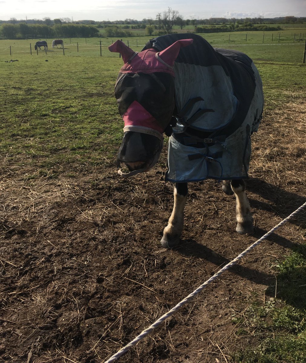 pony_lilly's tweet photo. #sendhelp I look like a clampet in my fly defence gear https://t.co/qqGurtAav4