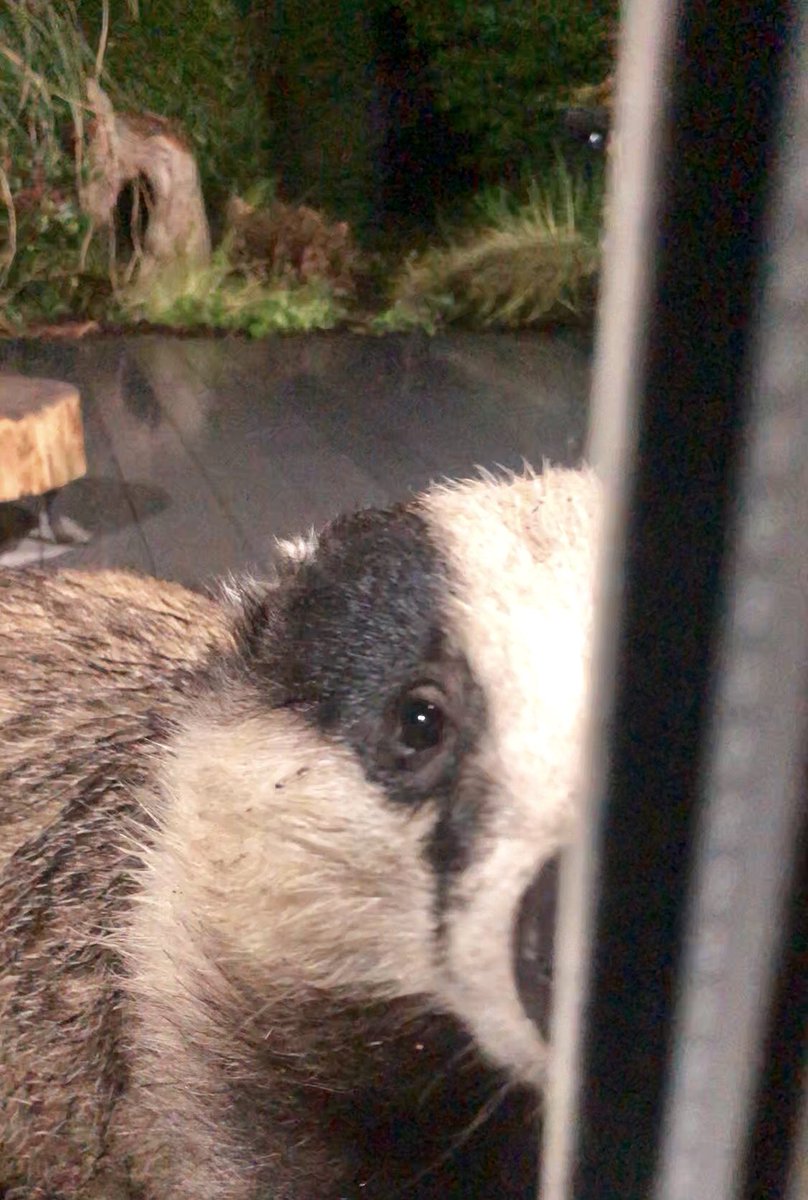 LumpyandFriends's tweet photo. Mr Lumpy says eye spy the weekend is just around the corner 🤣🥰🐾🐾❤️ @highpeakbadgers @DerbyshireBevs  @DomDyer70 @BadgerTrust @AMAZINGNATURE  #badgers #MrLumpyandFriends  #Wildlife #foxes #stopthecull https://t.co/LRr4c8AWXf