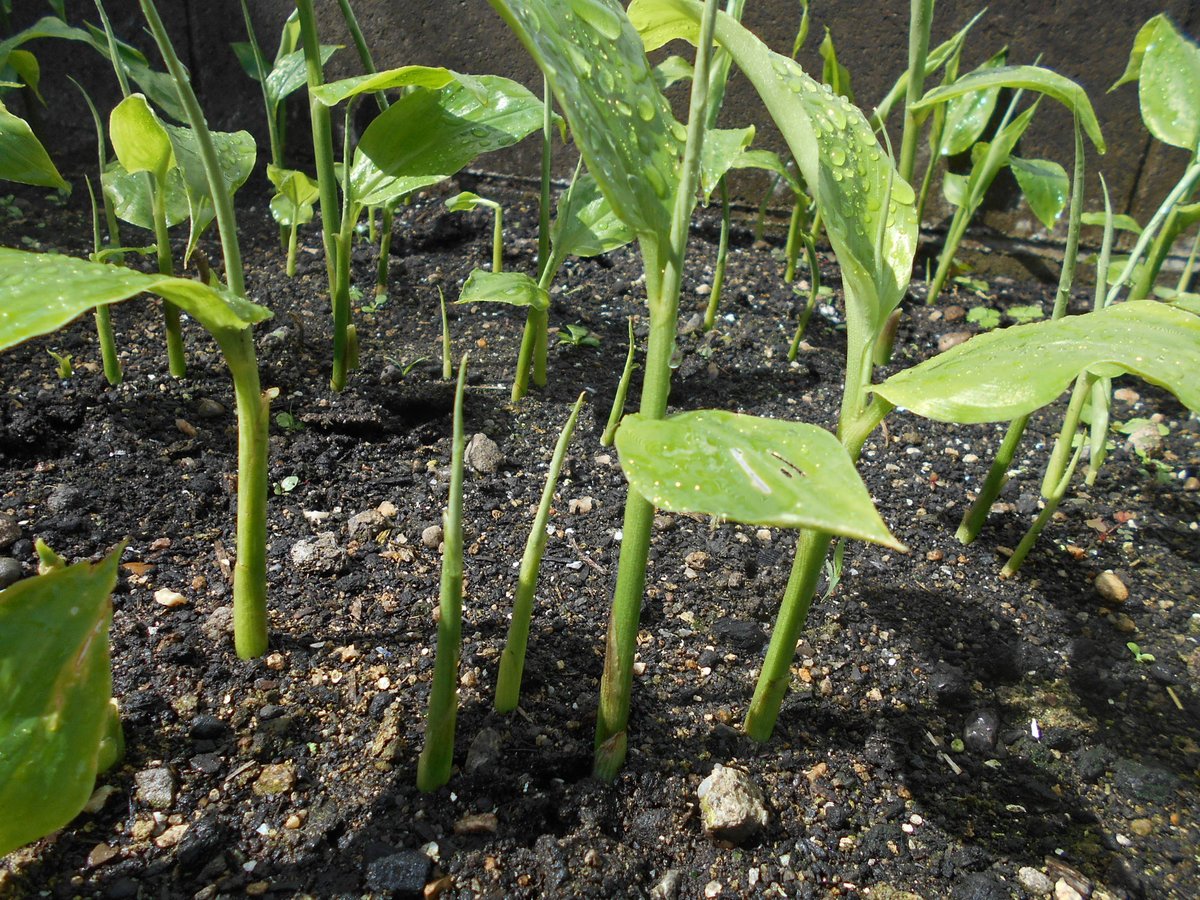 うさ 10 5 お庭の 茗荷 の葉を刈り込んで 秋茗荷 を収穫しました 花が咲いたものが多かったですが ご近所さん4軒におすそ分けしました 刈った葉は細かく刻んで山の上畑の新規開墾地に入れようかと思います