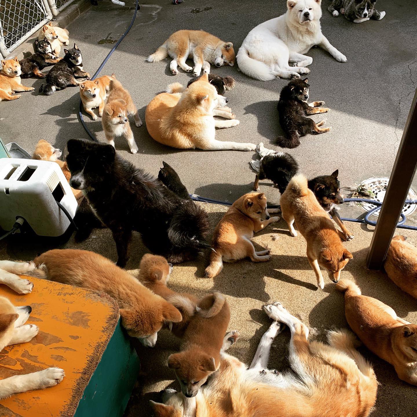 ひーちゃん 今日の地震後のワンズ いつもと変わらずゴロゴロゴロ 秋田犬 秋田犬ブリーダー 豆柴 豆柴ブリーダー 九州 鹿児島 薩摩日登美犬舎 T Co Jp6r2ftexv Twitter