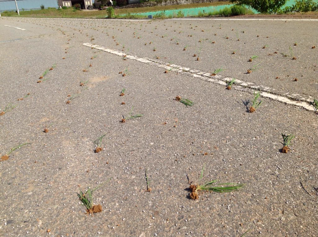 道路に田植えしてる・なんとかしなきゃ～！！早く止めて～！！