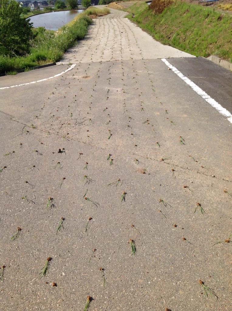 道路に田植えしてる・なんとかしなきゃ～！！早く止めて～！！