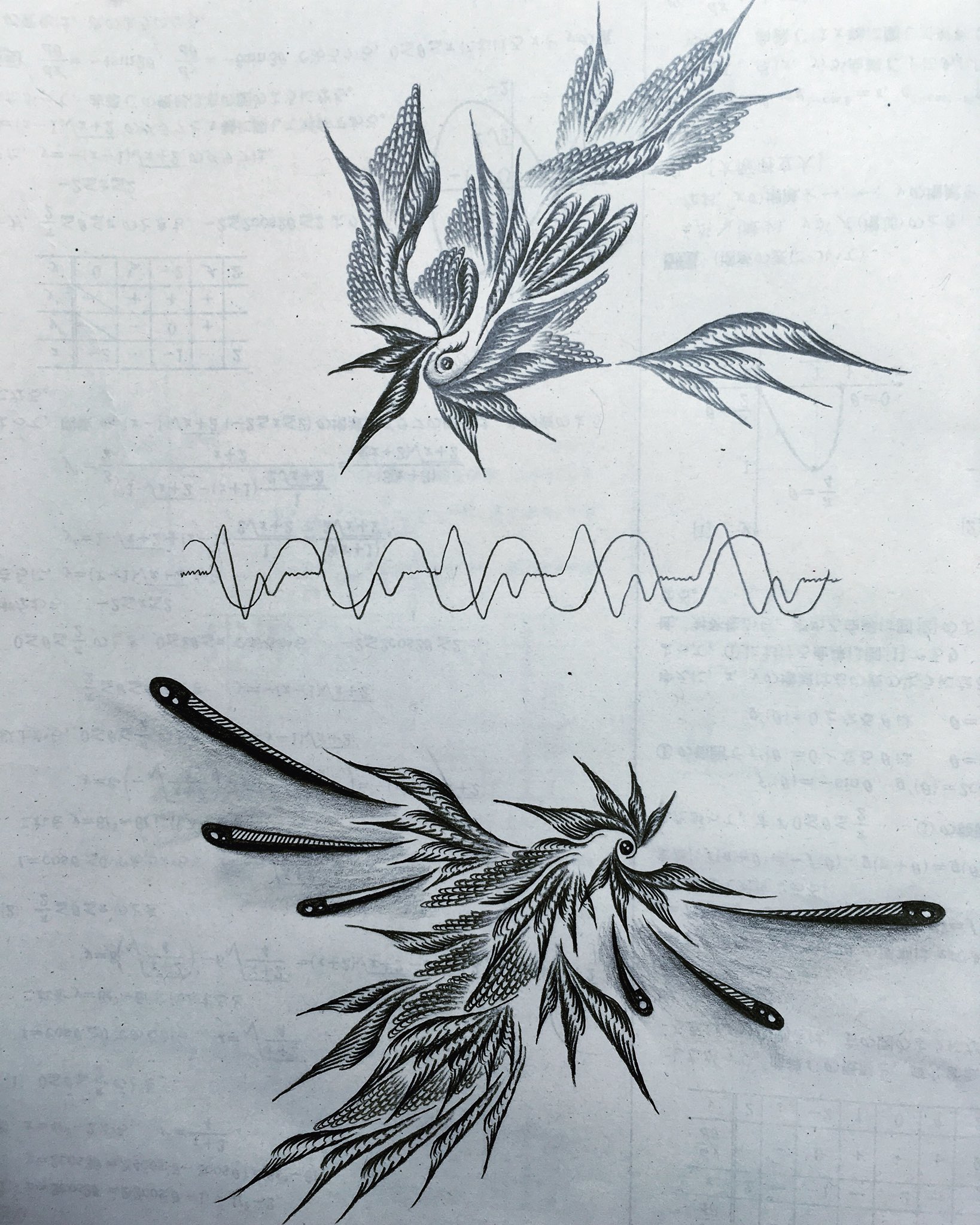 ジャコウアゲハ Tsuzu1017 Twitter