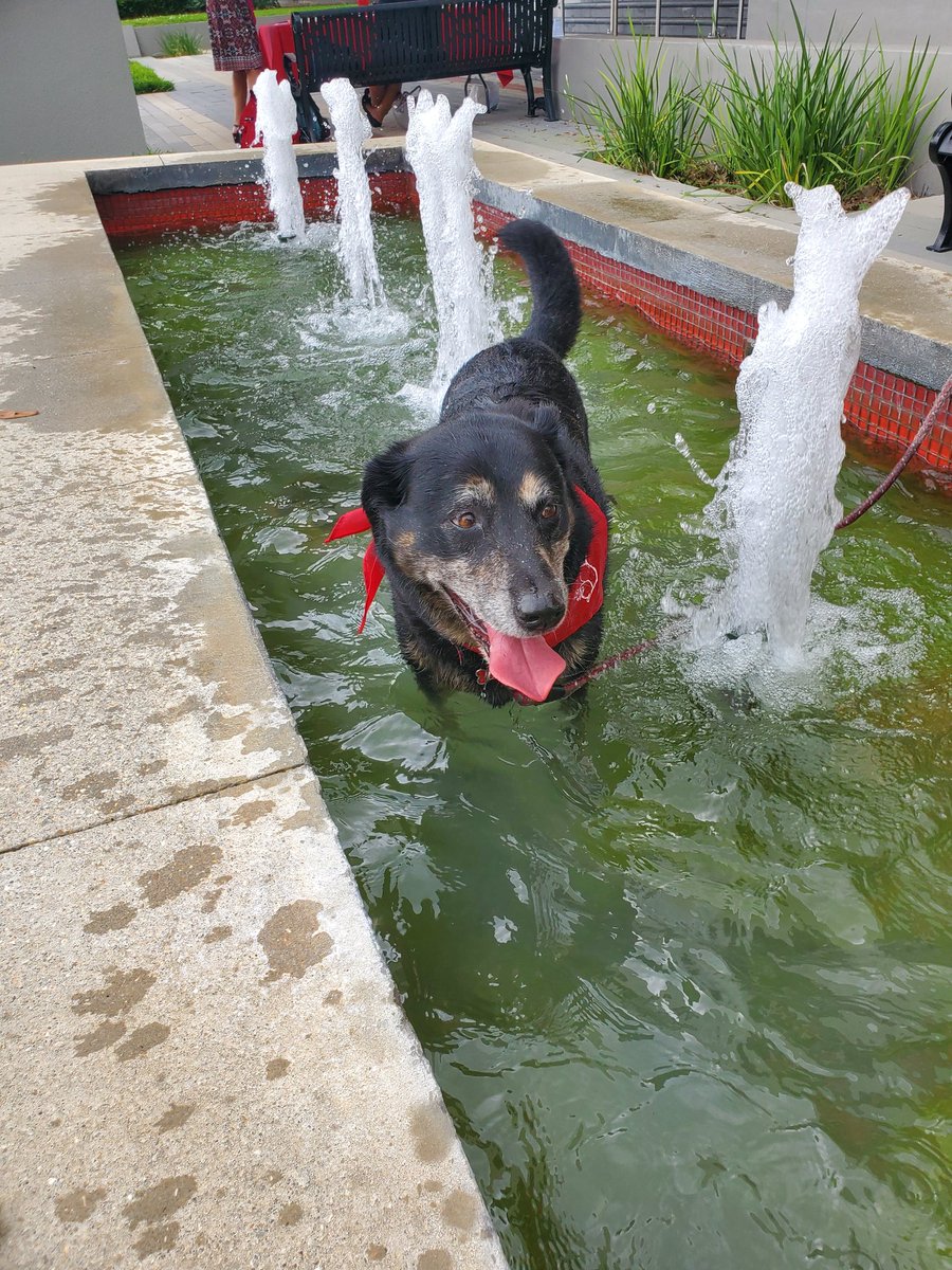 NichollsLibrary's tweet photo. Thanks to all who came to our Spring 2019 Take A Paws #destressfest event! Check our Facebook for more pictures!

#TakeAPaws #NichollsLibrary https://t.co/ecMQ3VrLsB