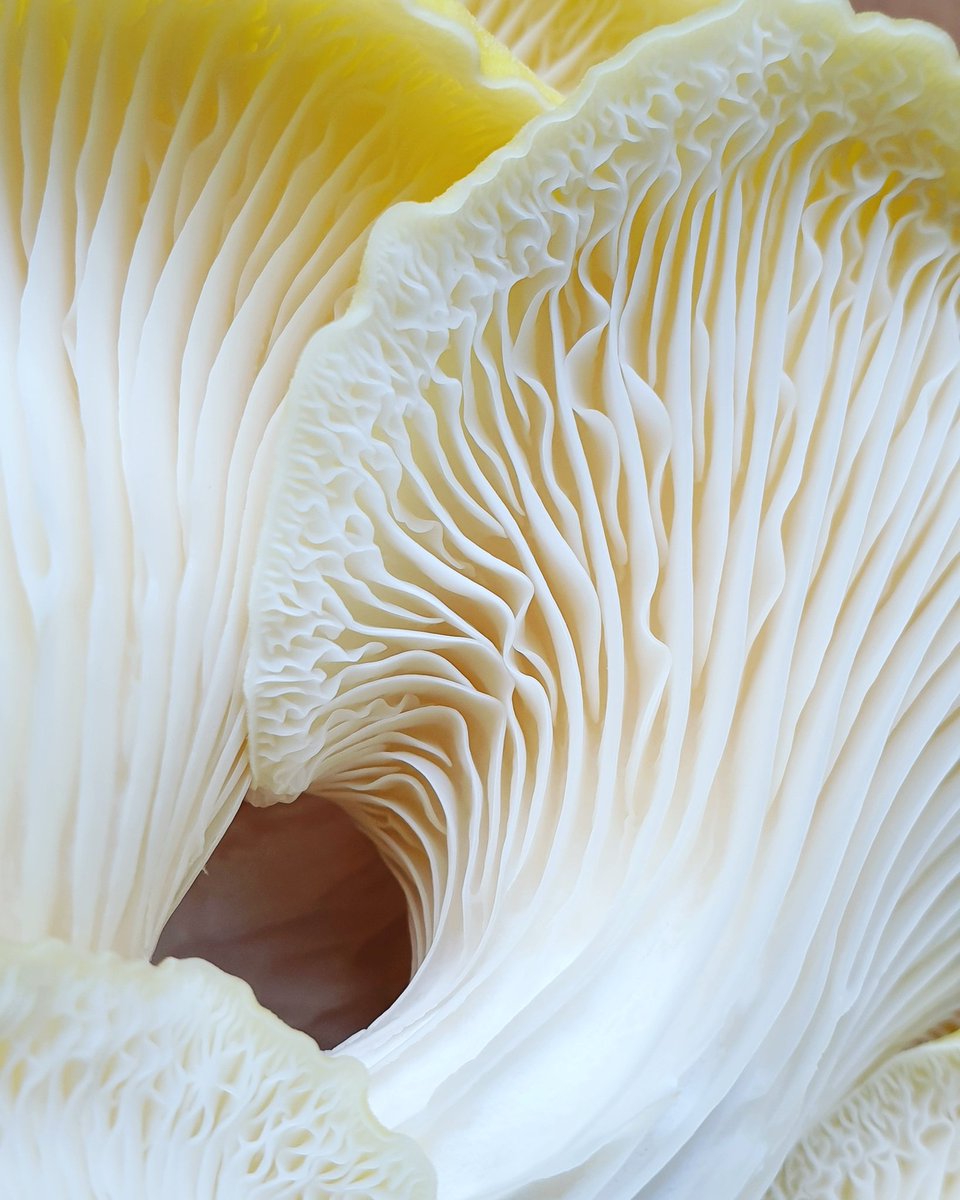 Freshly picked perfection, guess what's on the menu today #pleurotuscitrinopileatus 
#yellowoyster 
#Mushroom #mushrooms #smithymushrooms #meatfreemonday #dereksarno #shrooms #locavore #locavores #plantbased #flexitarian #vegetarianrecipes #vegan #veganfood #vegetarian