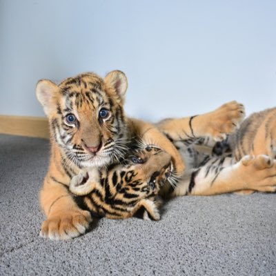 TIGERPARK_PTY's tweet photo. #NewProfilePic https://t.co/w9t2XJLIZs