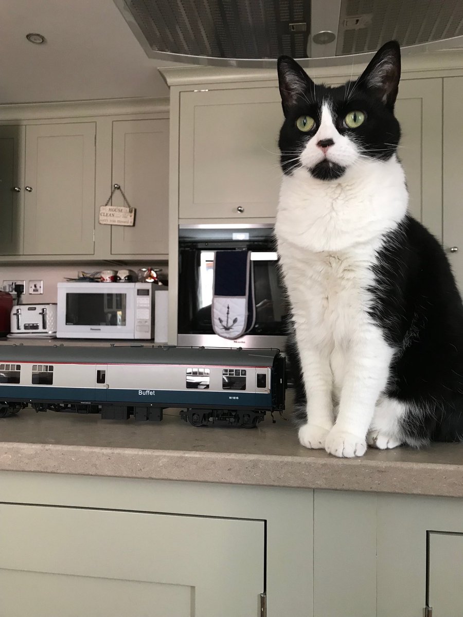 owenclark3's tweet photo. Iโm first in the queue for the buffet car. Bring on the Dreamies #CatsOfTwitter #tinytrain https://t.co/5qAzCXTkpj