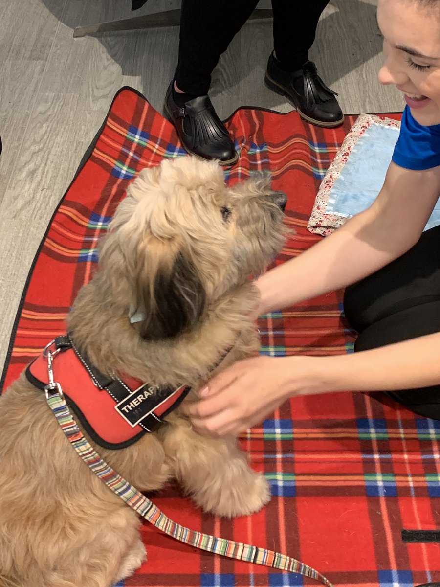 StressLessHull's tweet photo. Meet Suki from @PetRespect at The Courtyard! She loves strokes and showing off her tricks πΆβ€οΈ #stresslesshull https://t.co/bdumBBVLu5