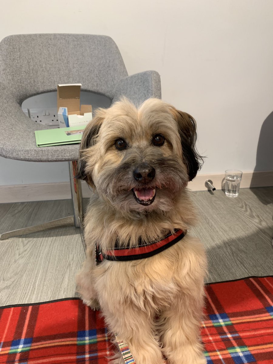StressLessHull's tweet photo. Meet Suki from @PetRespect at The Courtyard! She loves strokes and showing off her tricks πΆβ€οΈ #stresslesshull https://t.co/bdumBBVLu5