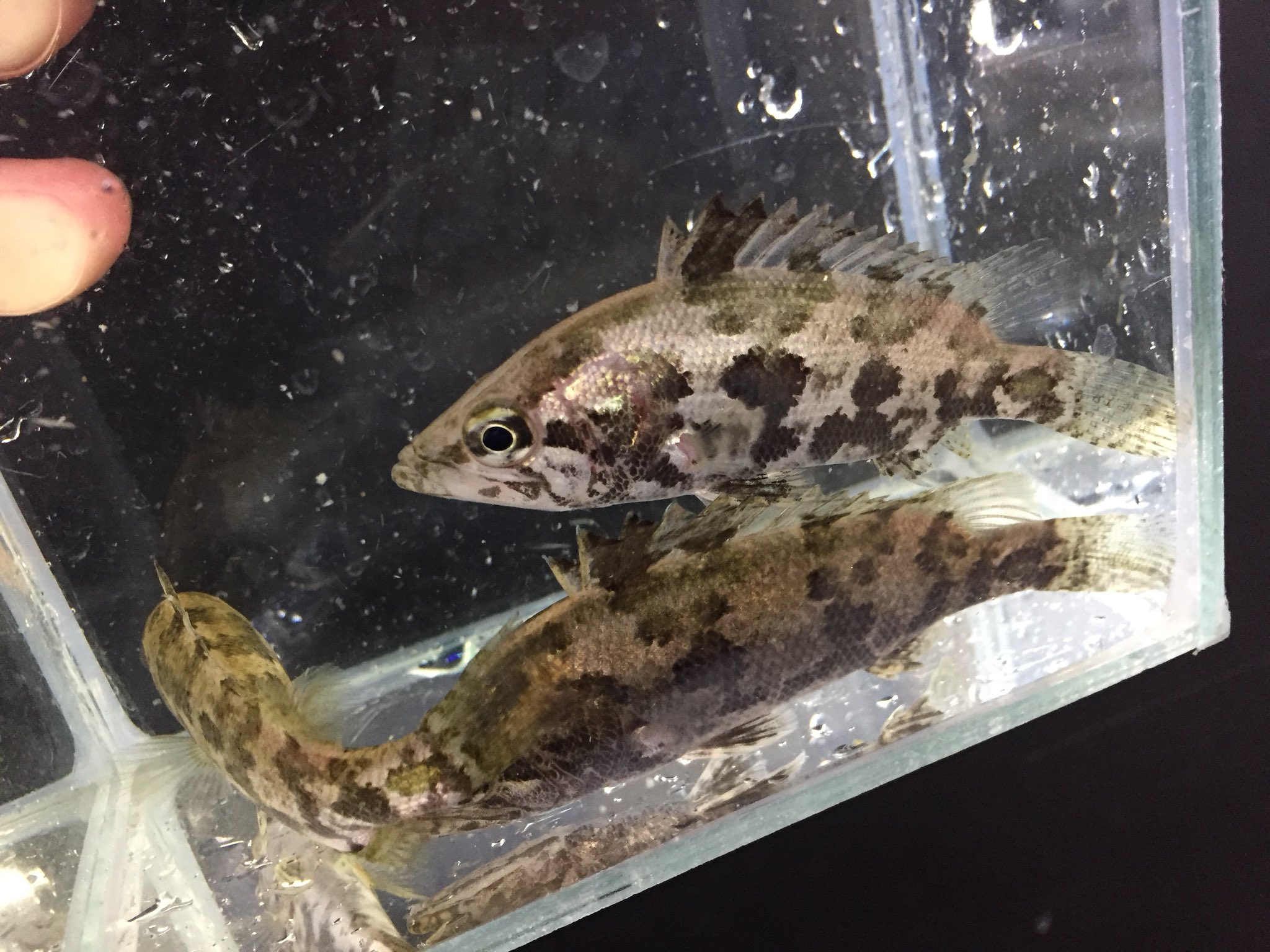 Aqua Animal Freedom アクア アニマル フリーダム アクア 混泳向きの魚かなり種類増やしました ナンダスナンダス ポリプテルス レッドテールブラックシャーク ボルネオプレコ トーマシー グリーンファイヤーテトラ レモンテトラ アルビノ