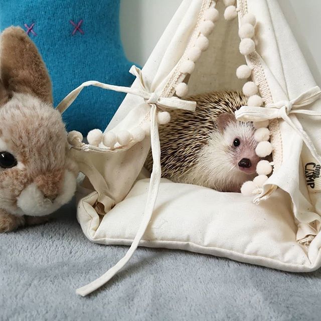 Weekend is coming, slowly and a bit shy, just like @hedgie_gingin 🦔 ❤️❤️ More teepees for big ones and little ones at minicampshop.com 🌟 bit.ly/2VWrH1I