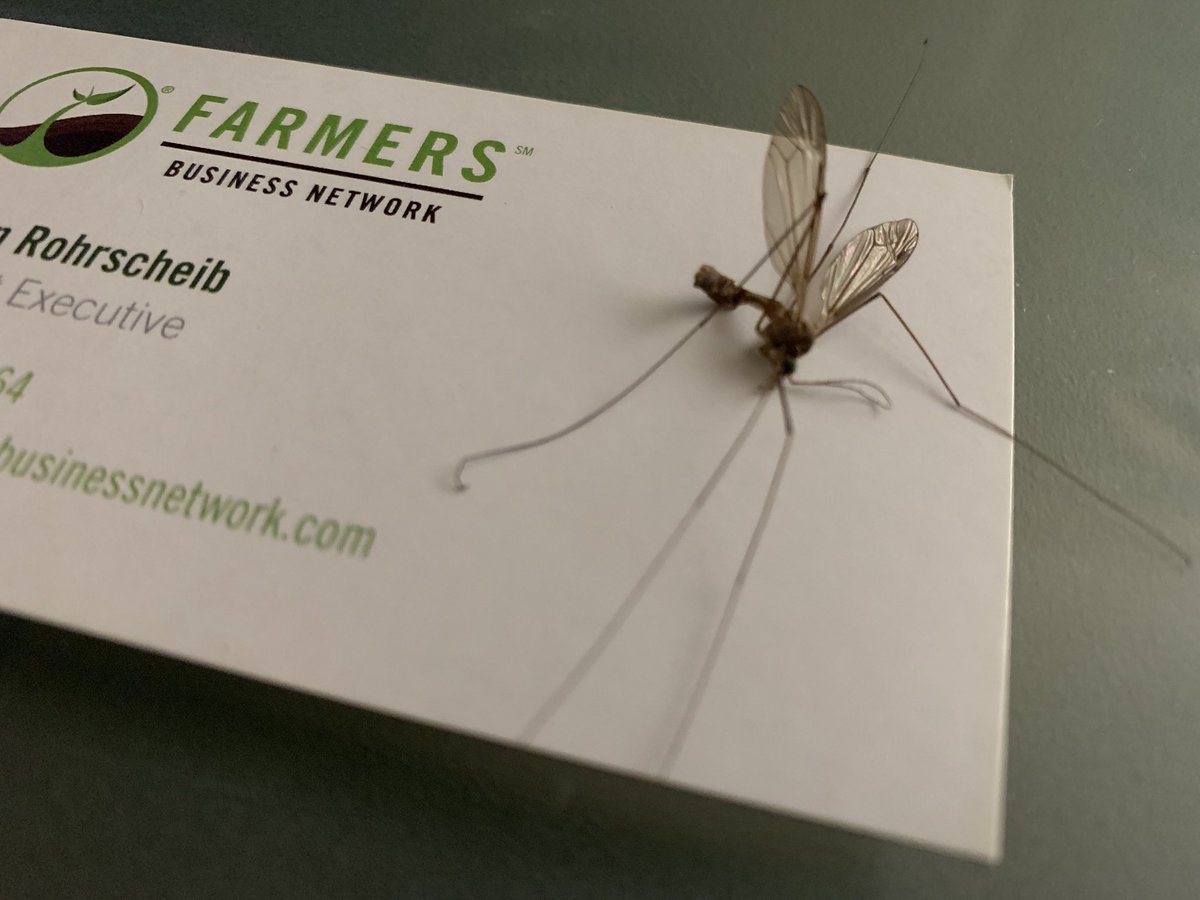 cottonr's tweet photo. I dozed off in my office last night and was rudely awakened by this behemoth buzzing around my head. For perspective, that’s a standard sized business card. #statebird #mosquitohawk https://t.co/PFWwCNcUZj