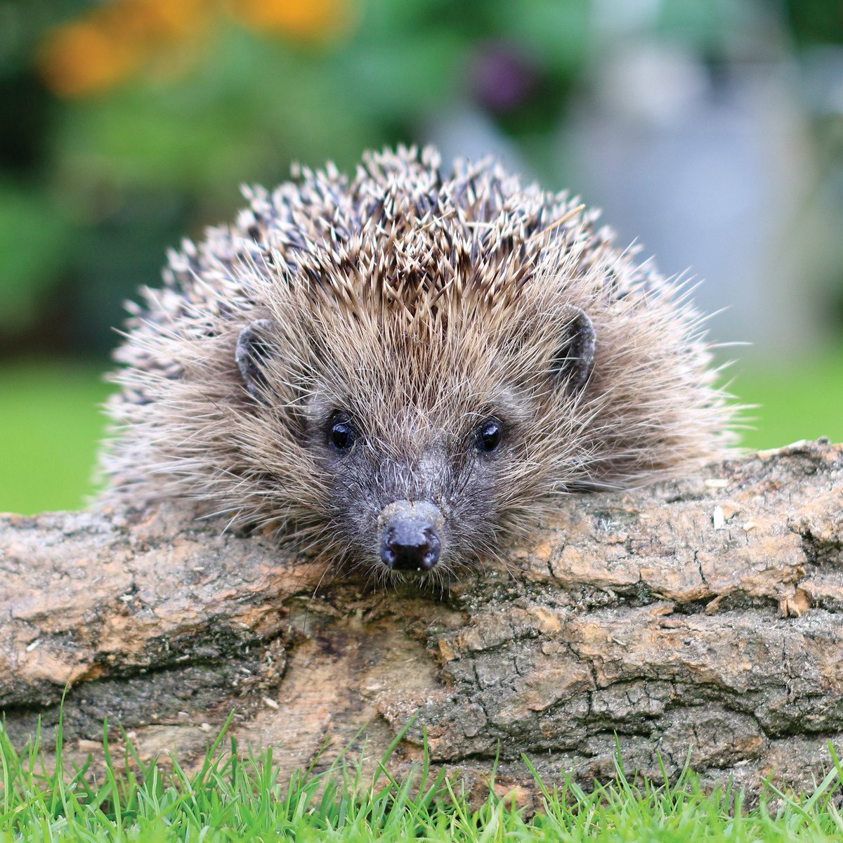 #Hedgehogs are disappearing from our countryside as fast as tigers are worldwide. 😭 Help them: *Cut a hole in your fence or dig a channel to connect gardens *Avoid pesticides *Leave parts of your garden messy & wild *Grow lots of plants *Leave out water #HedgehogAwarenessWeek