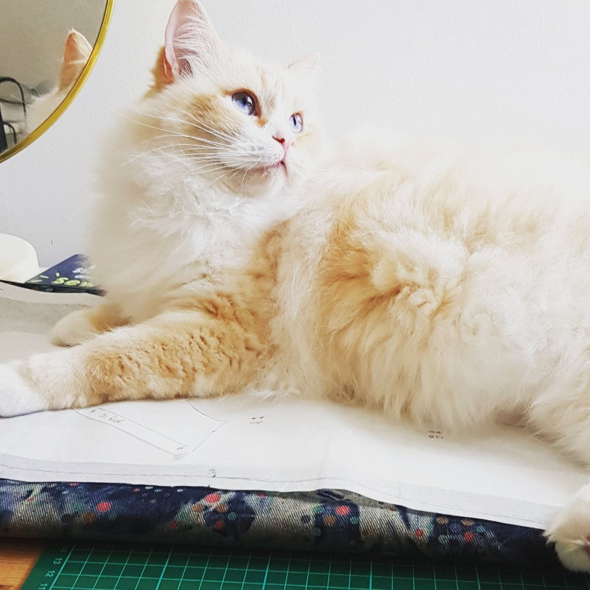 thatssewgood's tweet photo. Fabric ironed and pattern cut. I turned away for a minute... He loves to help #sewing #sewingcleo #janomemakes #Æthelred https://t.co/Gnz3SuGhdV