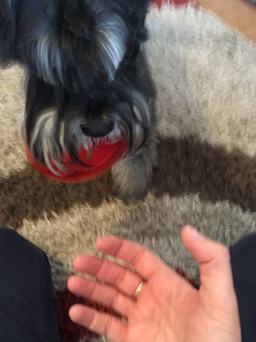 LizRalls's tweet photo. Can you believe that this little boy is 11?!!! He's the best dog EVER. Happy Birthday, Rufus!!! xxx https://t.co/7SomQITucp