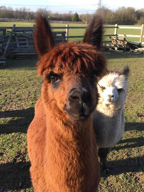 hinckandbos_bc's tweet photo. To get us all in that #FridayFeeling here are a few 'cutie' faces from Aston Alpacas, look forward to seeing them on Sunday at the #Burbage Common open Day, 10.30am - 4.30pm #lookforwardtoseeingyou https://t.co/Cbq8kUG4rq