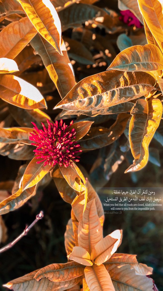 حين تشعر أن المَنافذ كلّها مُغلقة ..
سيصلُ إليك لُطف الله من المَنفذِ المُستحيل. ثق بالله ولا تيأس.
<a href="/SQUCOFFEE/">SQU COFFEE |☕</a> <a href="/Squ_2013/">تغريدآت جامعية❤</a>