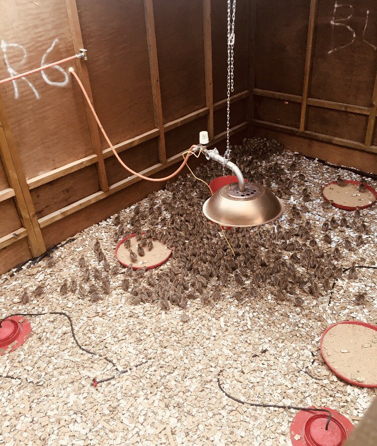 keeperschoice's tweet photo. Jack Fellows from Headquarters was at one of our game farm customers yesterday, checking in on progress and to see how the feed is performing.
Birds are happy, healthy and growing quickly 👍👍 💪 💪
#gamefeed #gamebirds https://t.co/tTcobQQEtw