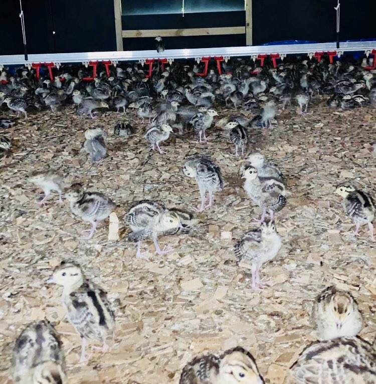 keeperschoice's tweet photo. Jack Fellows from Headquarters was at one of our game farm customers yesterday, checking in on progress and to see how the feed is performing.
Birds are happy, healthy and growing quickly 👍👍 💪 💪
#gamefeed #gamebirds https://t.co/tTcobQQEtw