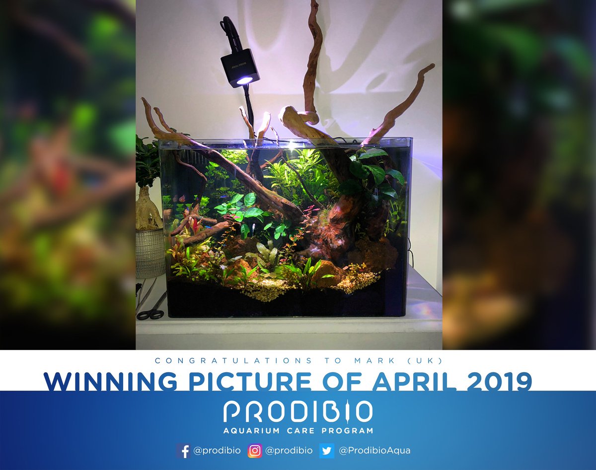ProdibioAqua's tweet photo. Aquarium of the month - april 2019
#AquariumCareProgram #prodibio #aquariumofthemonth 
#lifecanbe amazing ! 😍 https://t.co/TcEeCCED8R