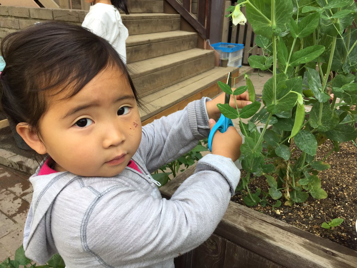 MSTokyoGarden's tweet photo. Harvested snap peas and snow peas and delivered to classes for snack. #MSTgarden #MSTcompassion #MSTpracticallife https://t.co/qpGtiORym5