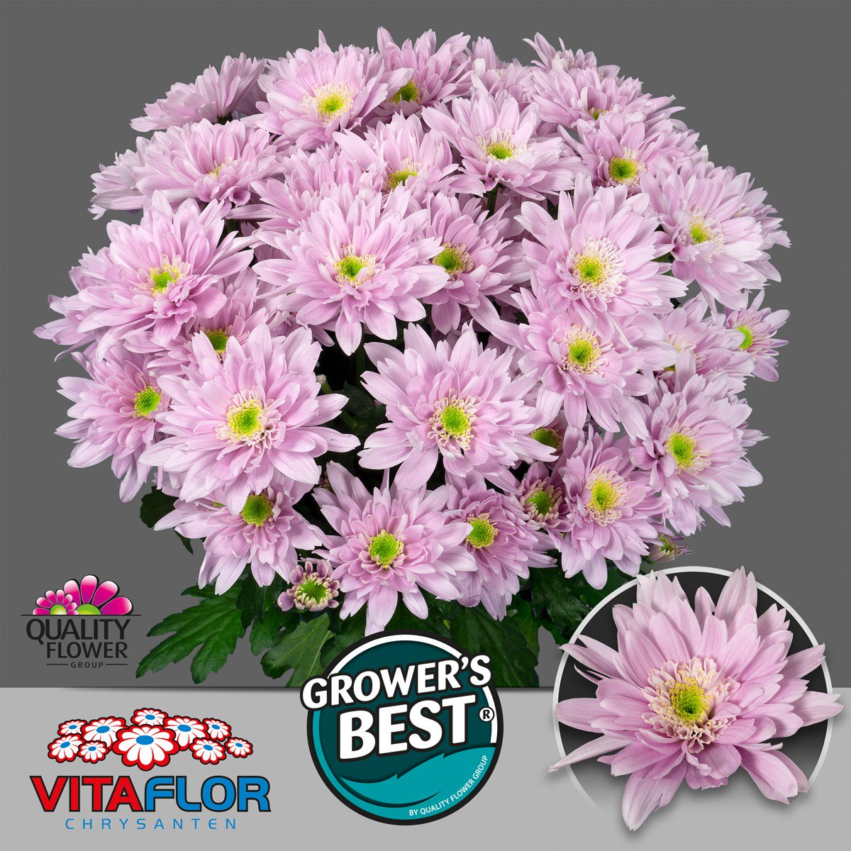 Afgelopen week zijn er nieuwe productfoto's gemaakt bij <a href="/vitaflorbv/">Bas Wijk Van</a> deze rassen zijn voor lange tijd beschikbaar, #chrysant #exopolis #monalisa #memphis net na de zomer komt Vitaflor weer met een nieuw ras op de markt @Chrysanten interesse mail chris@qualityflowergroup.nl