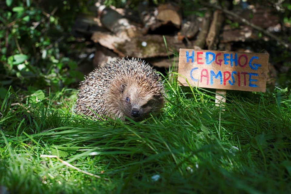 Bert has been building a hedgehog home for #HedgehogAwarenessWeek!

In decline due to habitat loss, it's important that we make our gardens as #hedgehog friendly as possible! What will you do to #HelpAHedgehog this #HedgehogWeek ?

britishhedgehogs.org.uk/hedgehog-aware…

#nature #wildlife