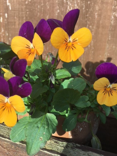 SE_CE_MIND's tweet photo. Quick tip on panic attacks...shift your focus.
Look at a flower, a picture or something that you find interesting or comforting. Really notice the details, the colours and any smells or sounds.
#anxiety #painattack grounding https://t.co/ZWTQCTClA7