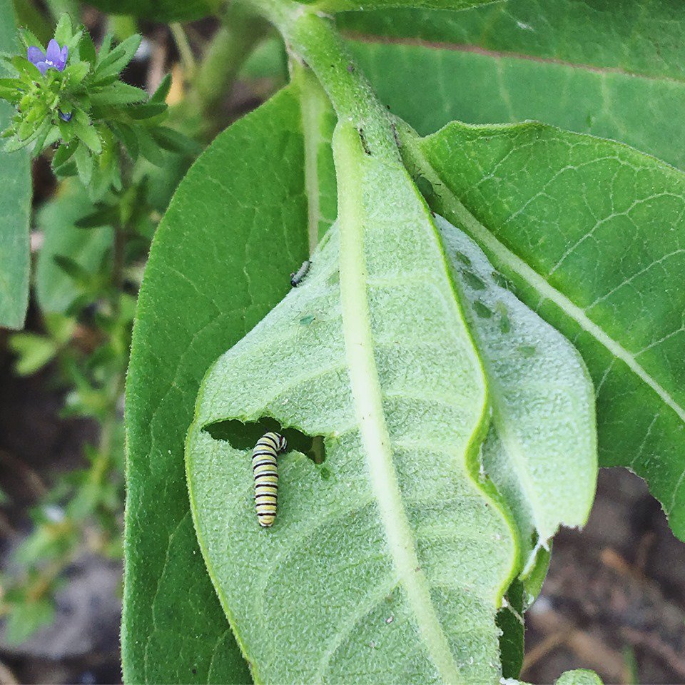 Monarch caterpillars are on the move at some of the Research Centers! There will be a lot of monarch/pollinator education taking place at Jefferson Farm &amp; Garden (Columbia) this summer, including the Butterfly Festival June 22-23: calendar.missouri.edu/event/butterfl…