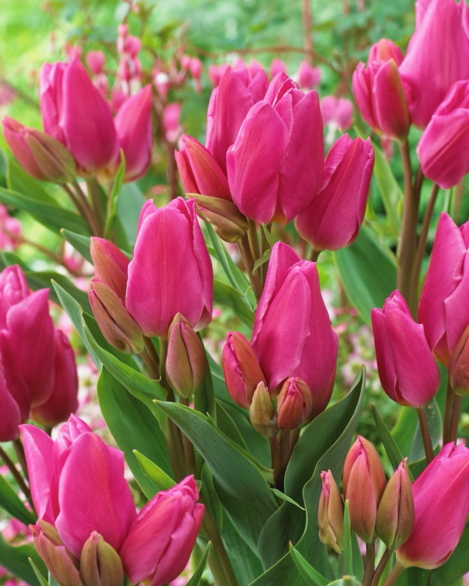 RJGarden's tweet photo. Get ready for summer with @richardqvc & his own range of professional quality products & plants. SATURDAY on @qvcuk he is guesting with @mr_plantgeek at 11am with the amazing #EAsyFeed on Easy Pay, plus these amazing Romantic lilies and Bouquet Tulips. Lovely. https://t.co/S1J07o2RB3