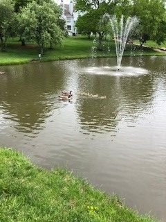 It's not just residents that enjoy Hunter's Pointe lush landscapes, serene outdoor spaces, and private ponds. This Momma Duck, Daddy Duck and 7 babies found a home too! #LiveAtHP