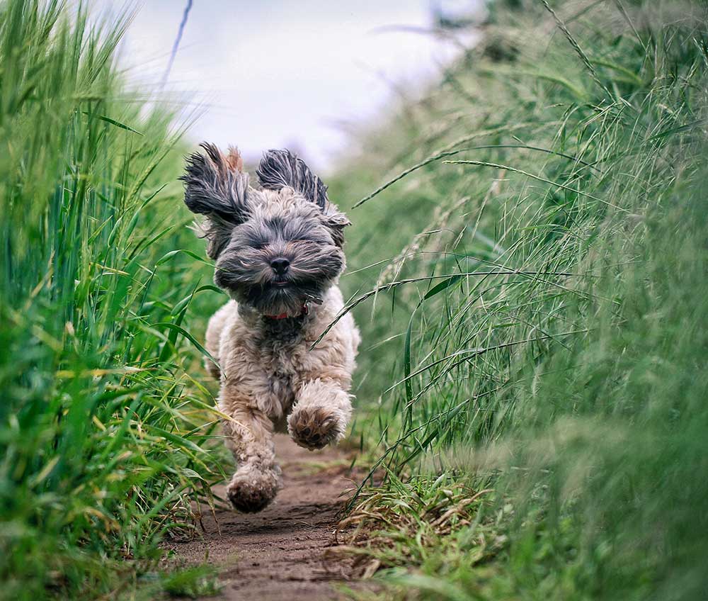 Your Dog Magazine tweet media