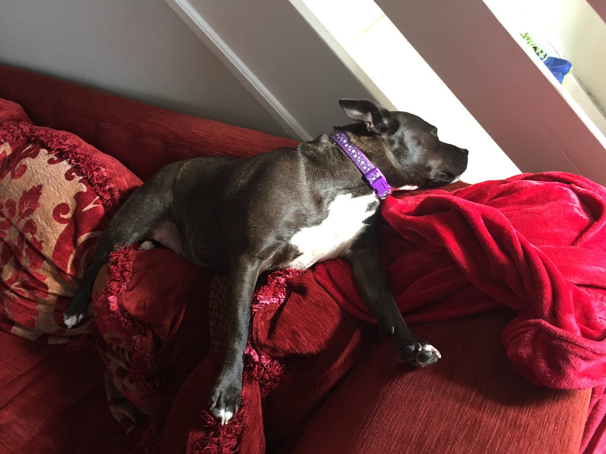jillgansler's tweet photo. Pre-empting #StaffieSaturday with #forlornfriday #Lucy says what do you think? #staffie #StaffordshireBullTerrier https://t.co/aiLiVu14kZ