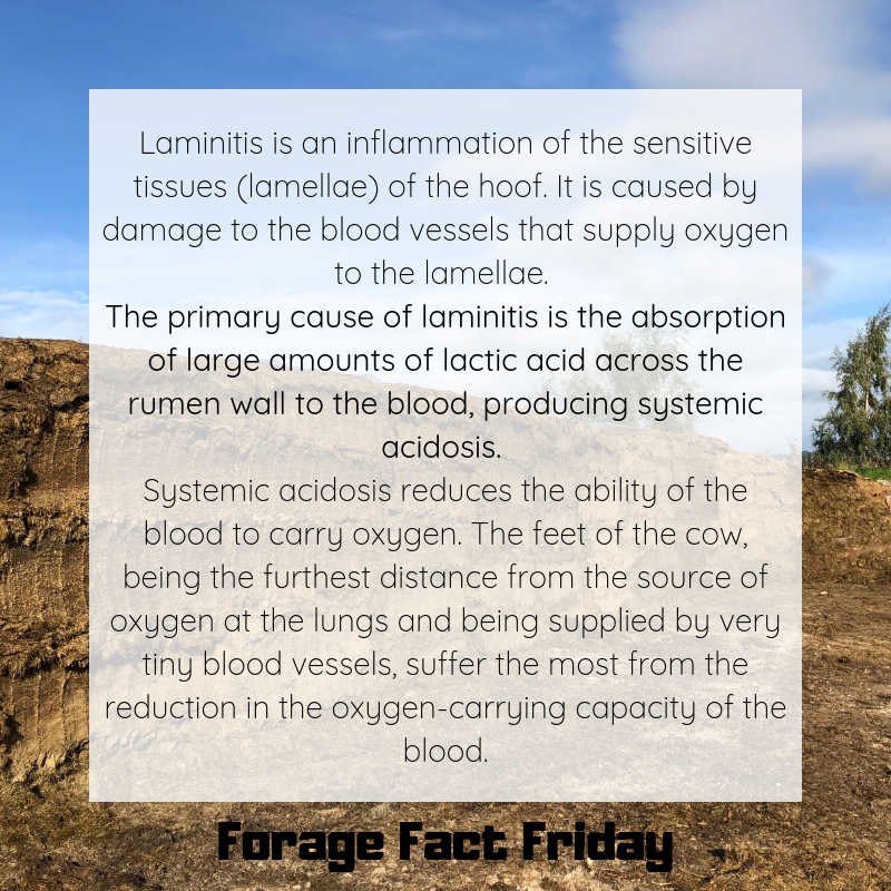 forage_tech's tweet photo. Have you noticed sore feet? 🐮
It's important to think about the effects of nutrition on your cows!
#ForageFactFriday https://t.co/cBRqfiaWoC