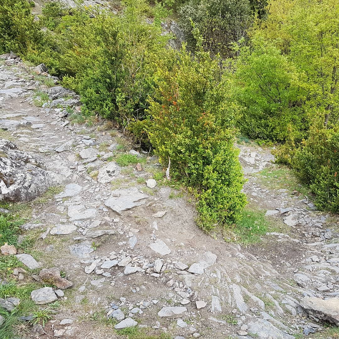 carlosguardia10's tweet photo. D'acord amb la interpretació de les fonts documentals i l'observació de camp, aquest és l'antic camí ral de Sant Julià de Lòria a Fontaneda, i que conserva, parcialment, el seu caràcter original #Andorra #camins #CamiGeneral https://t.co/Q4soaaTCJd